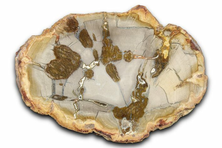 Beautiful Petrified Wood (Araucaria) Slab - Madagascar #344661
